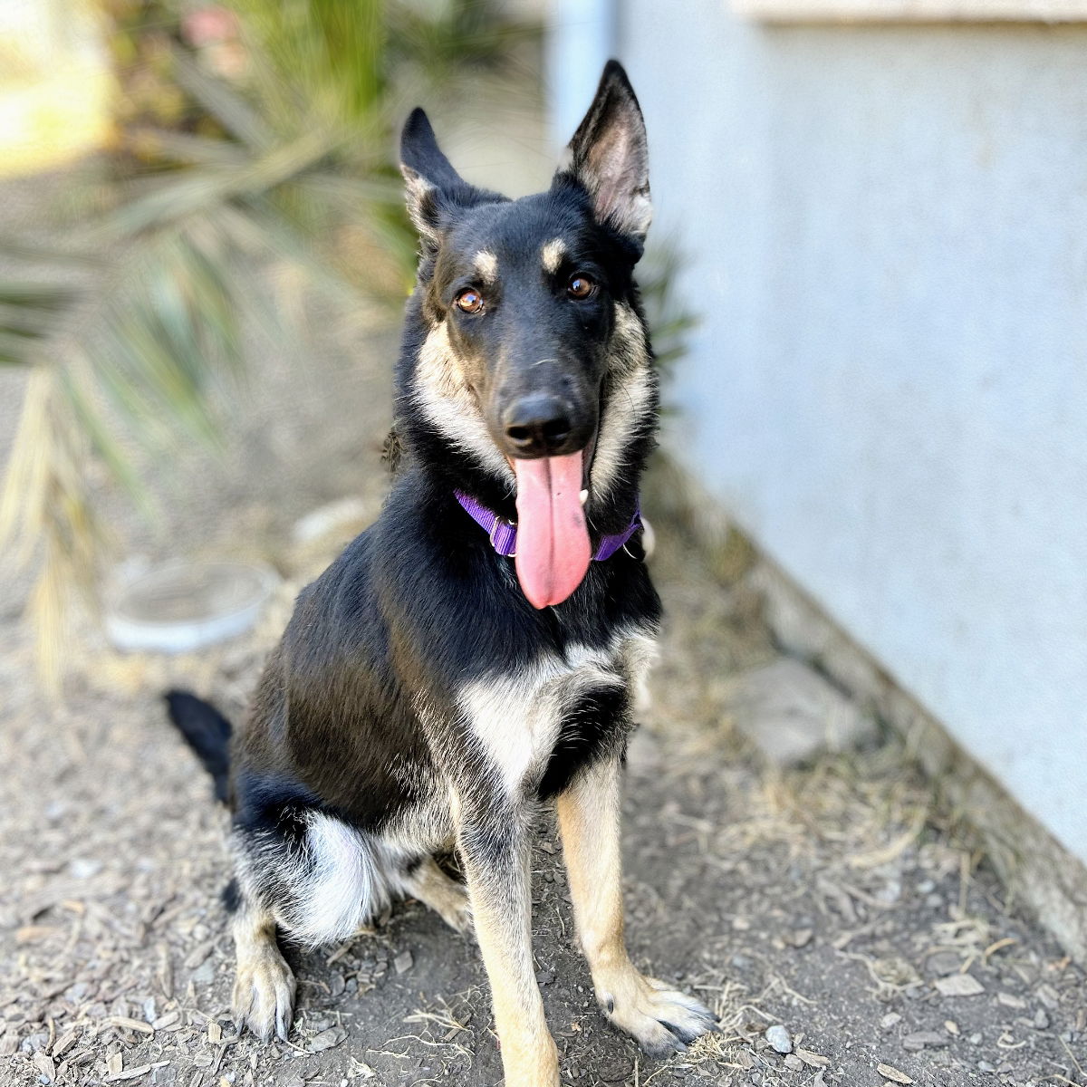 adoptable Dog in Oakland, CA named Sonic