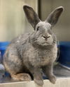 adoptable Rabbit in Oakland, CA named Ash