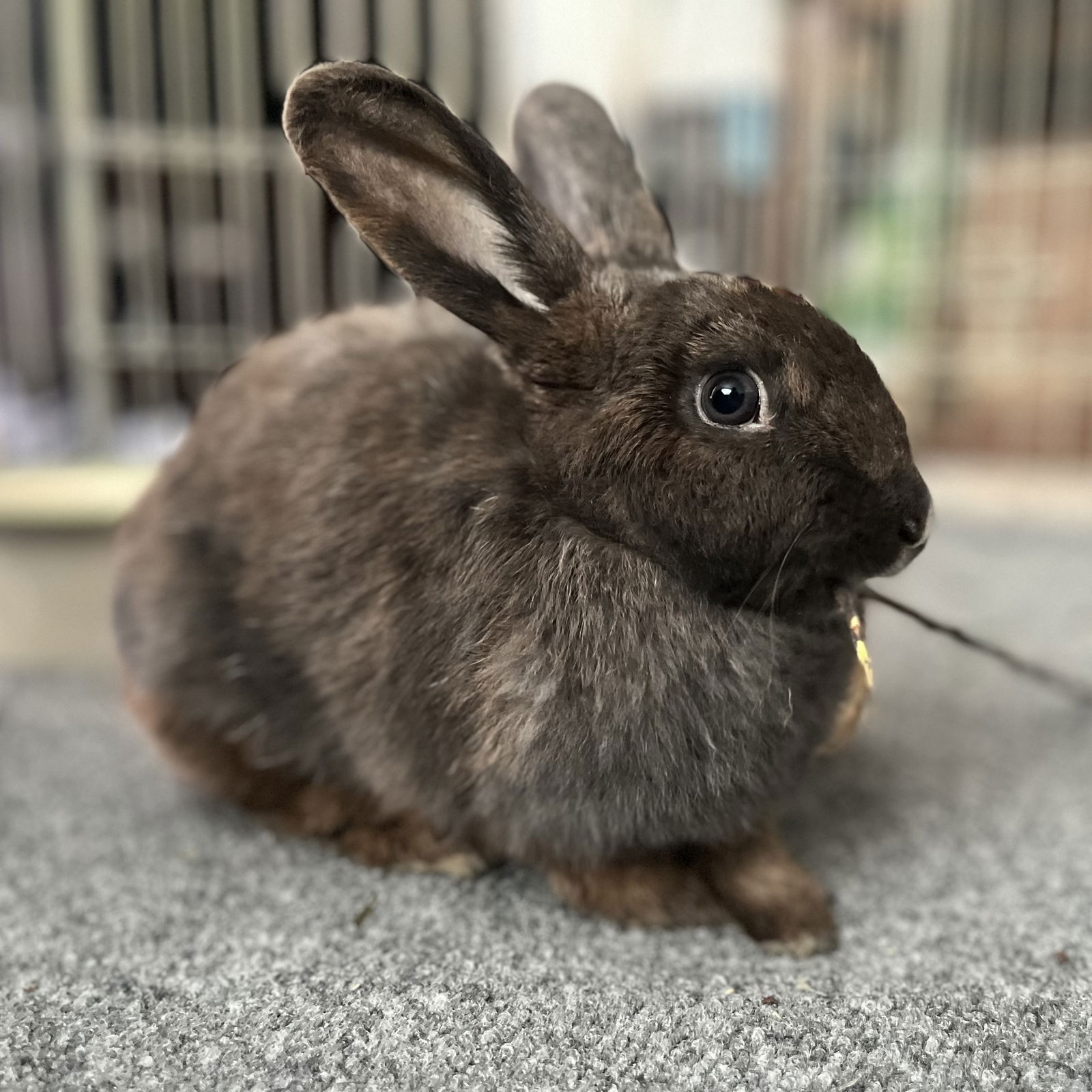 adoptable Rabbit in Oakland, CA named Poe