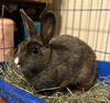 adoptable Rabbit in  named Nutmeg