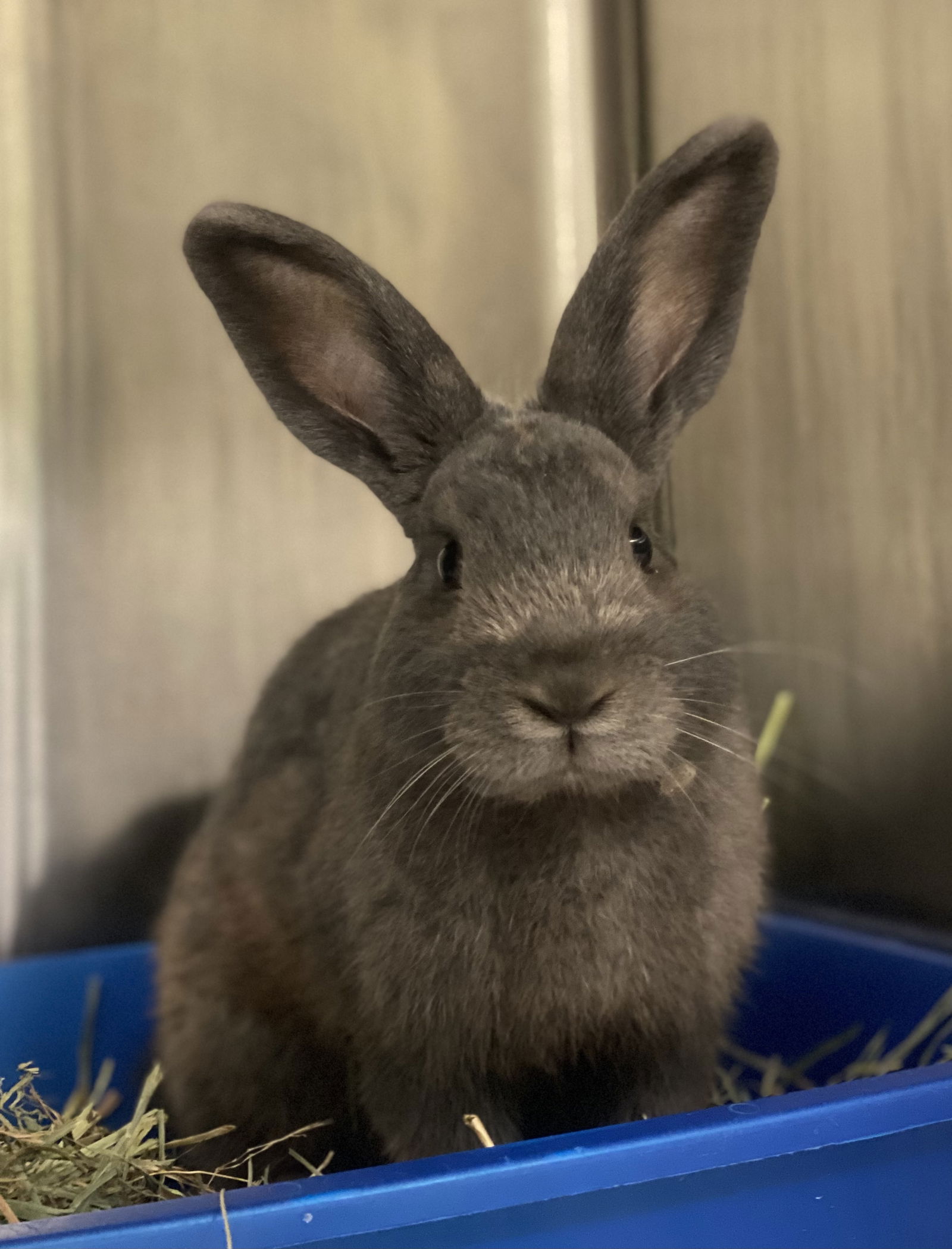 adoptable Rabbit in Oakland, CA named Cedar