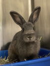 adoptable Rabbit in Oakland, CA named Cedar