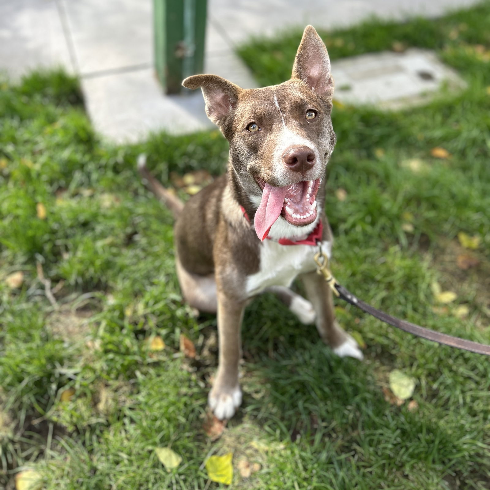 adoptable Dog in Oakland, CA named Pippin