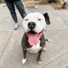 adoptable Dog in Oakland, CA named Lexie