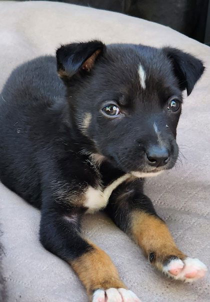 adoptable Dog in Oakland, CA named Jacques