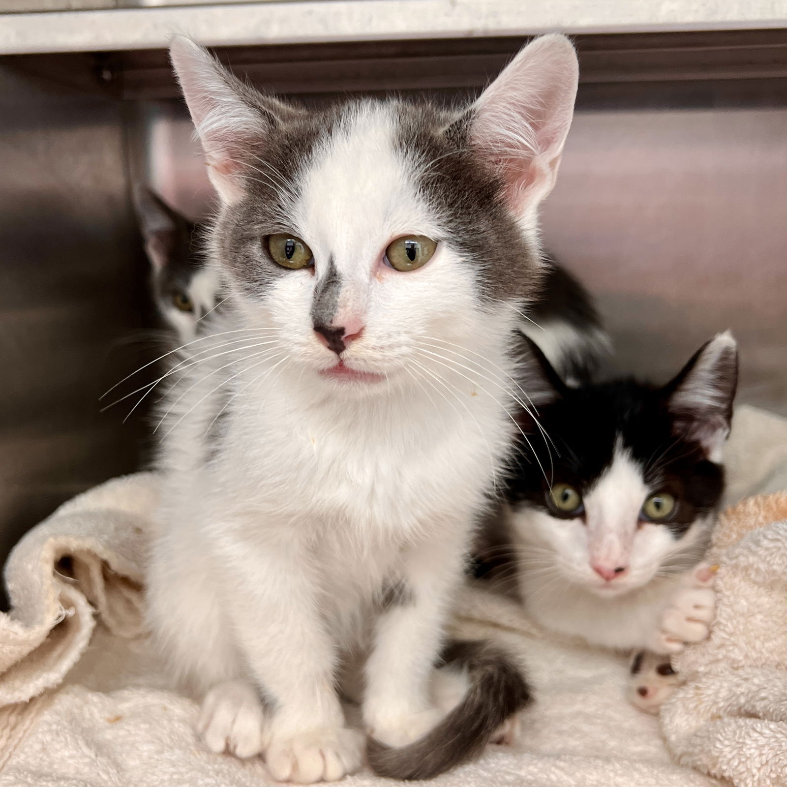 adoptable Cat in Oakland, CA named Bandit