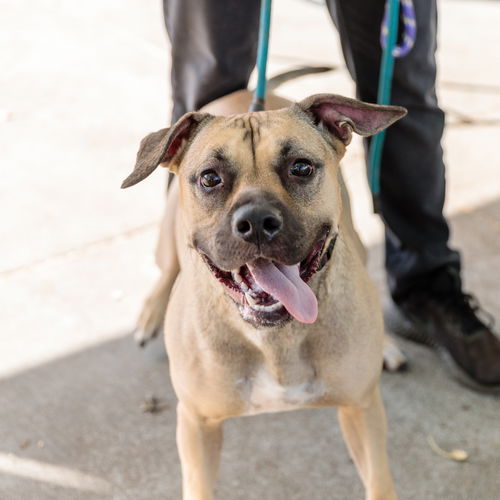 picture of the dog needing adoption