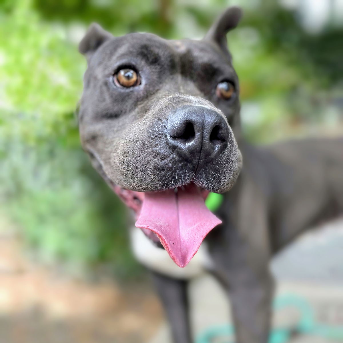 adoptable Dog in Oakland, CA named TGIFridays