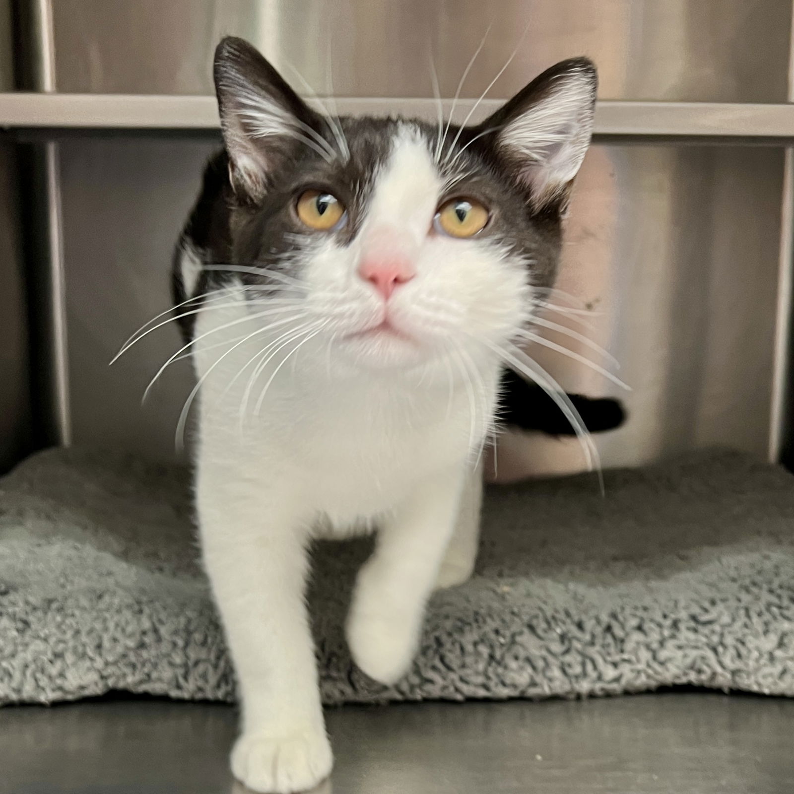 adoptable Cat in Oakland, CA named Birdy