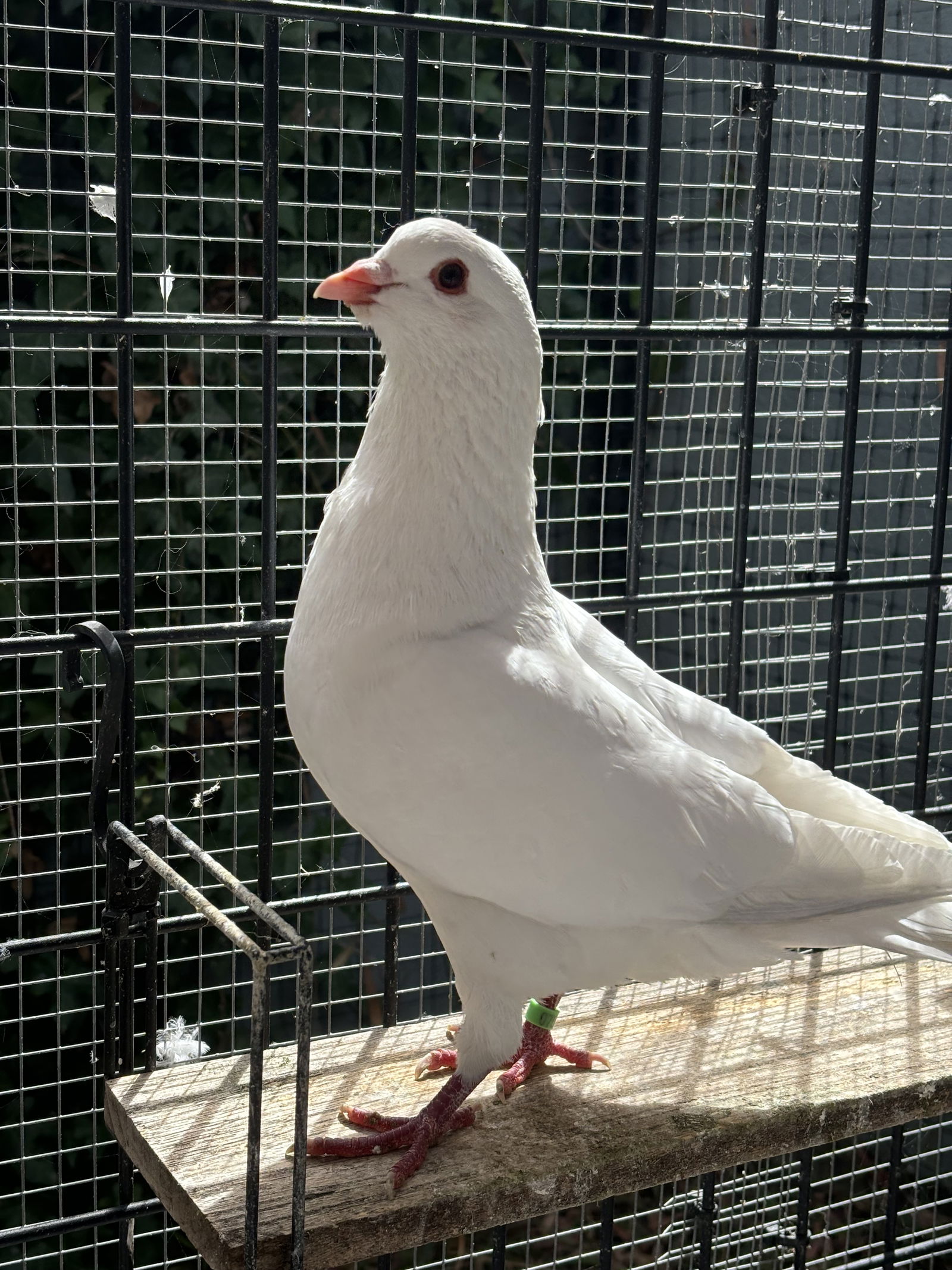 adoptable Bird in Oakland, CA named Journey