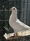 adoptable Bird in Oakland, CA named Journey