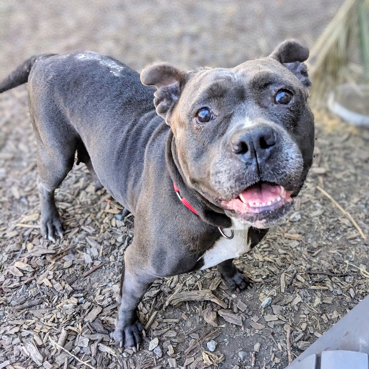 adoptable Dog in Oakland, CA named Snuggles