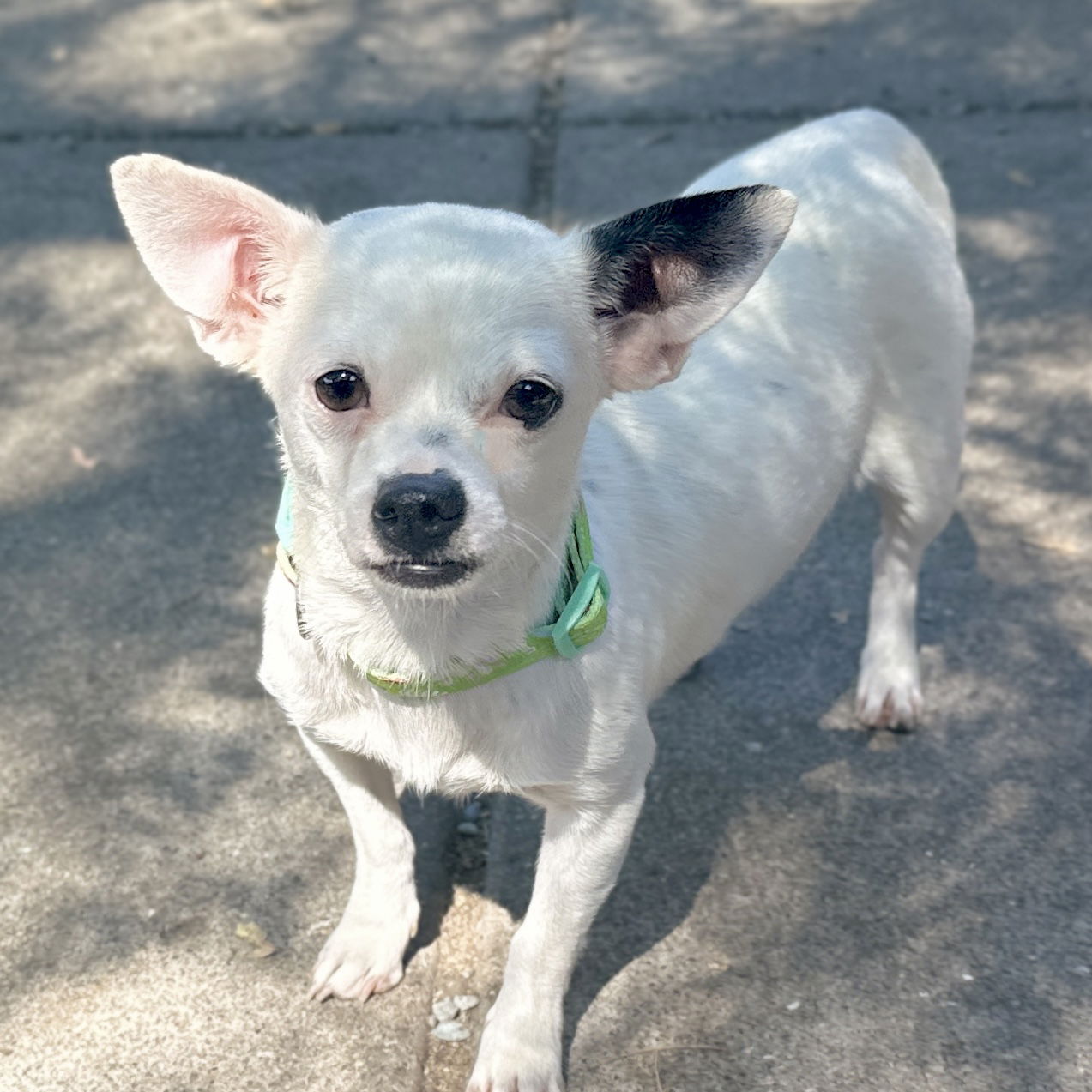 adoptable Dog in Oakland, CA named Rosemary