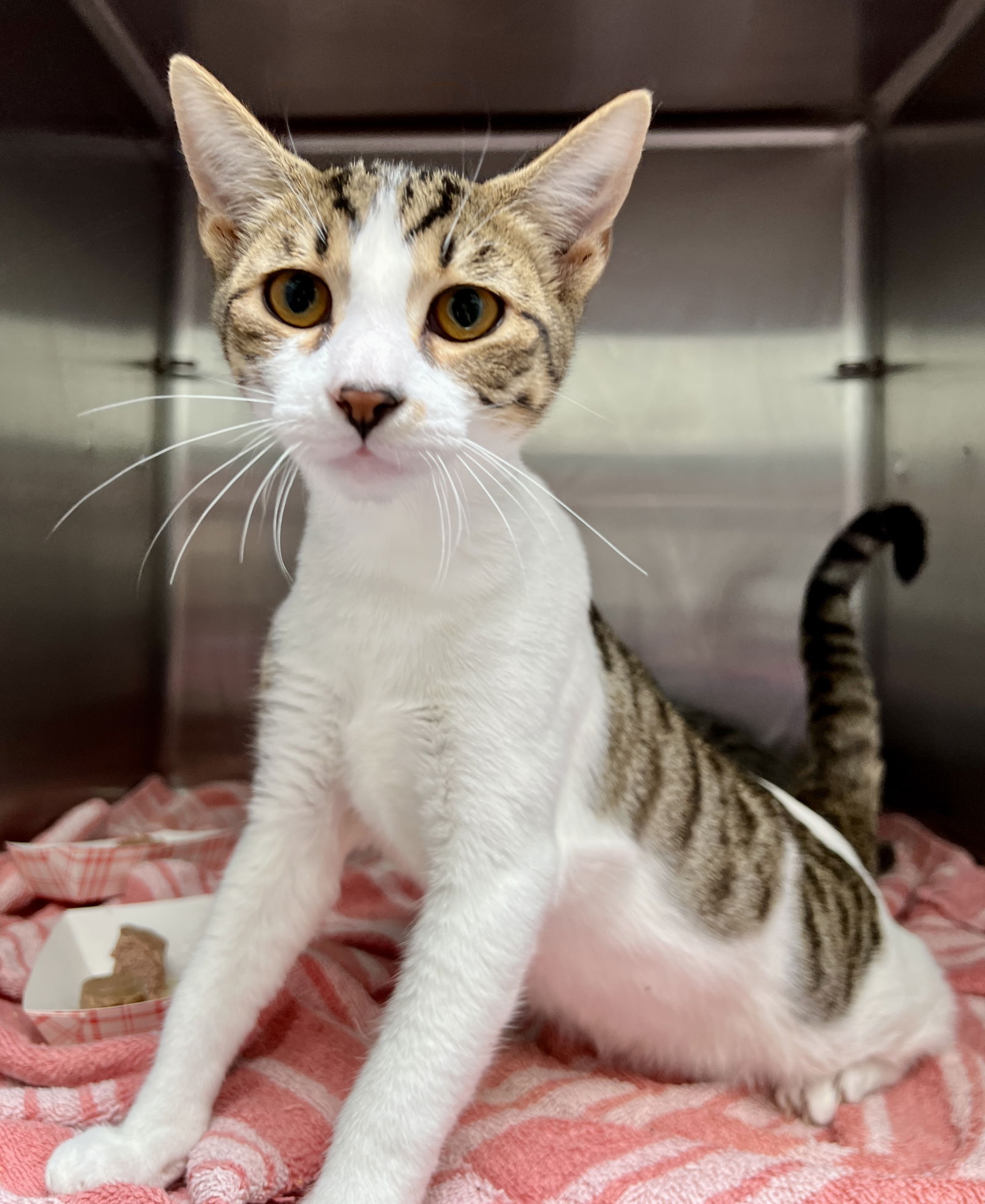 adoptable Cat in Oakland, CA named Marty (bonded with Will)