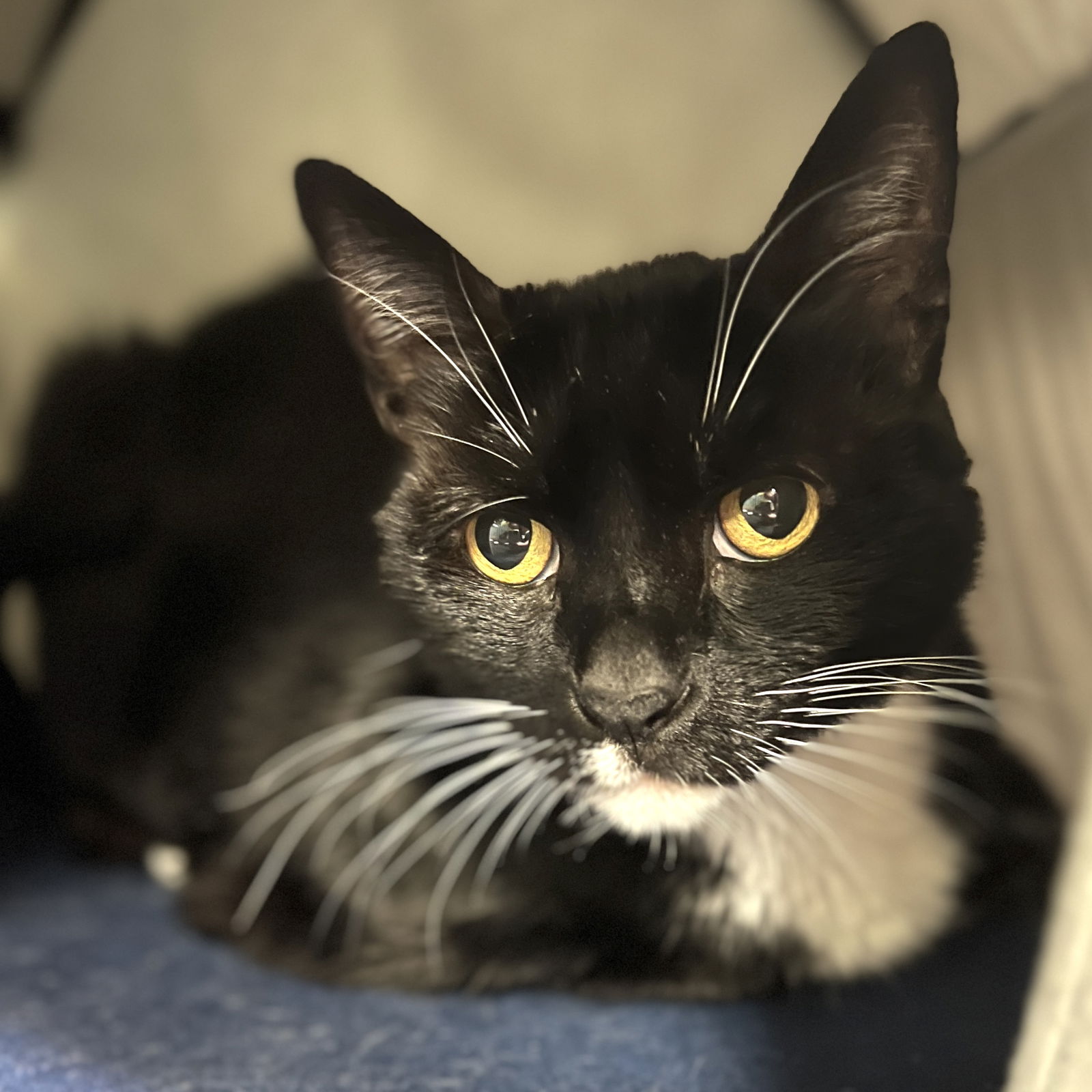 adoptable Cat in Oakland, CA named Matilda (bonded w/ Tadpole)