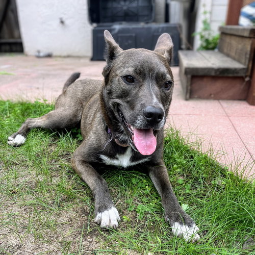 picture of the dog needing adoption