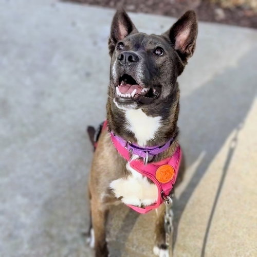 YOGURT - Shepherd / Pit Bull Terrier available for adoption