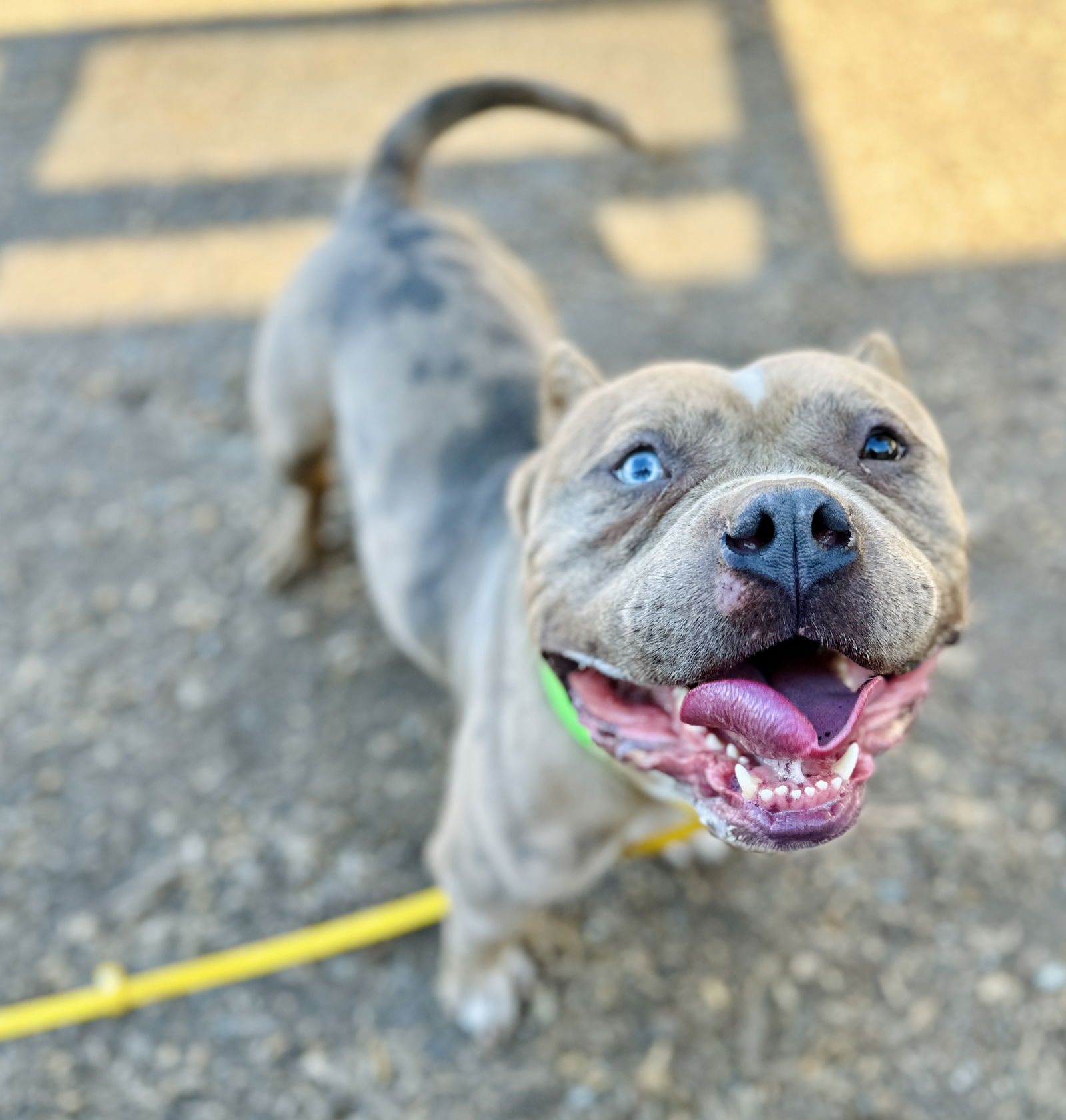 adoptable Dog in Oakland, CA named Bruce