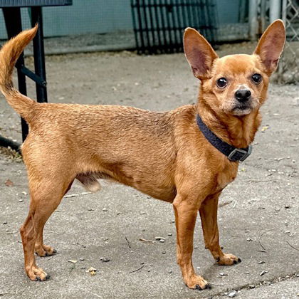 adoptable Dog in Oakland, CA named Big Red