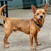 adoptable Dog in Oakland, CA named Big Red