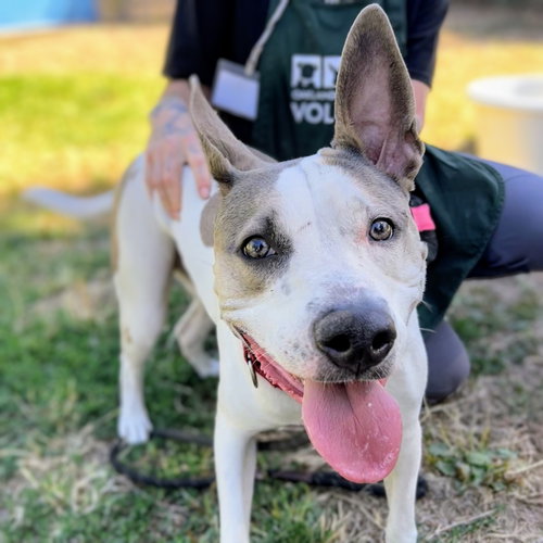 picture of the dog needing adoption