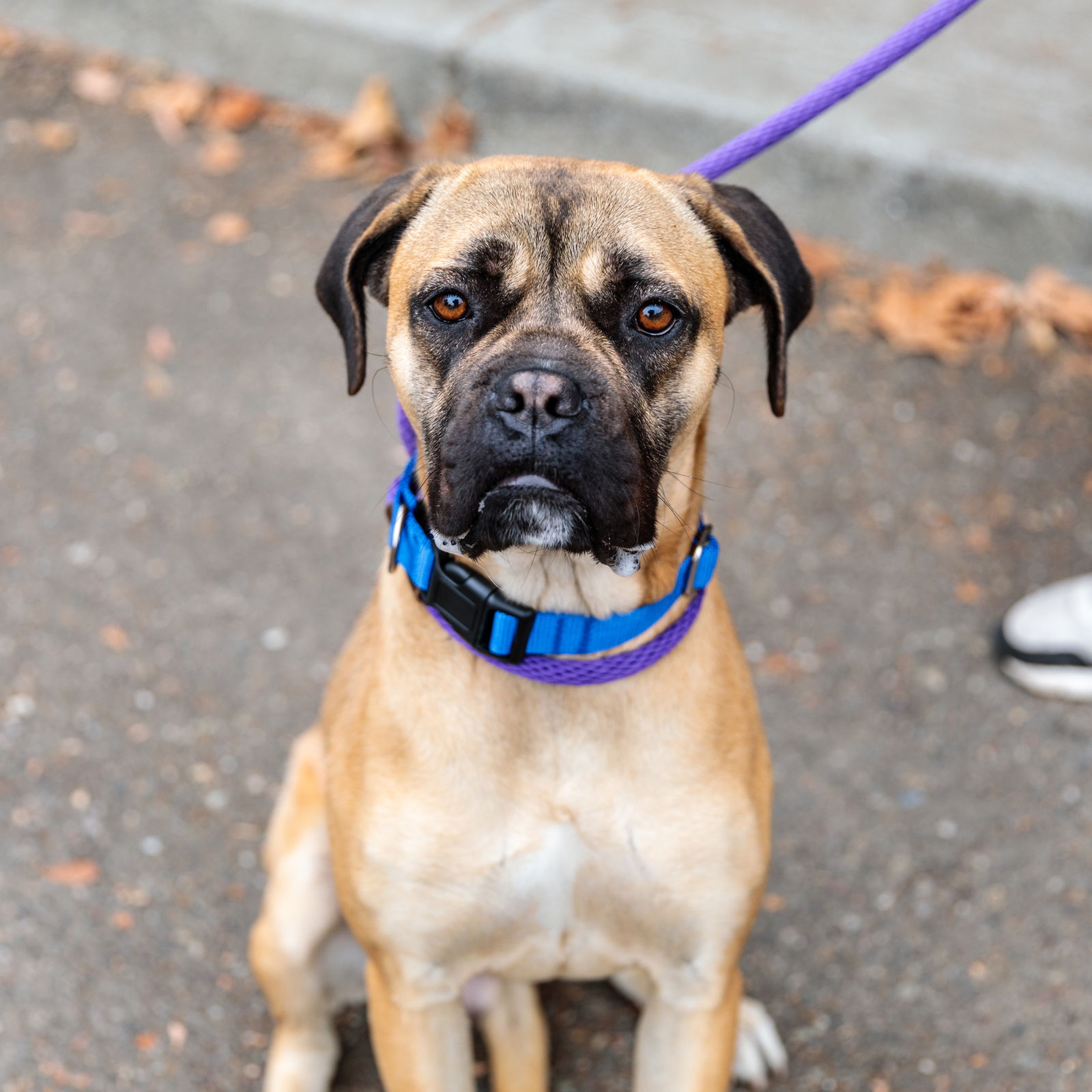 adoptable Dog in Oakland, CA named Waffle House