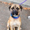 adoptable Dog in  named Waffle House