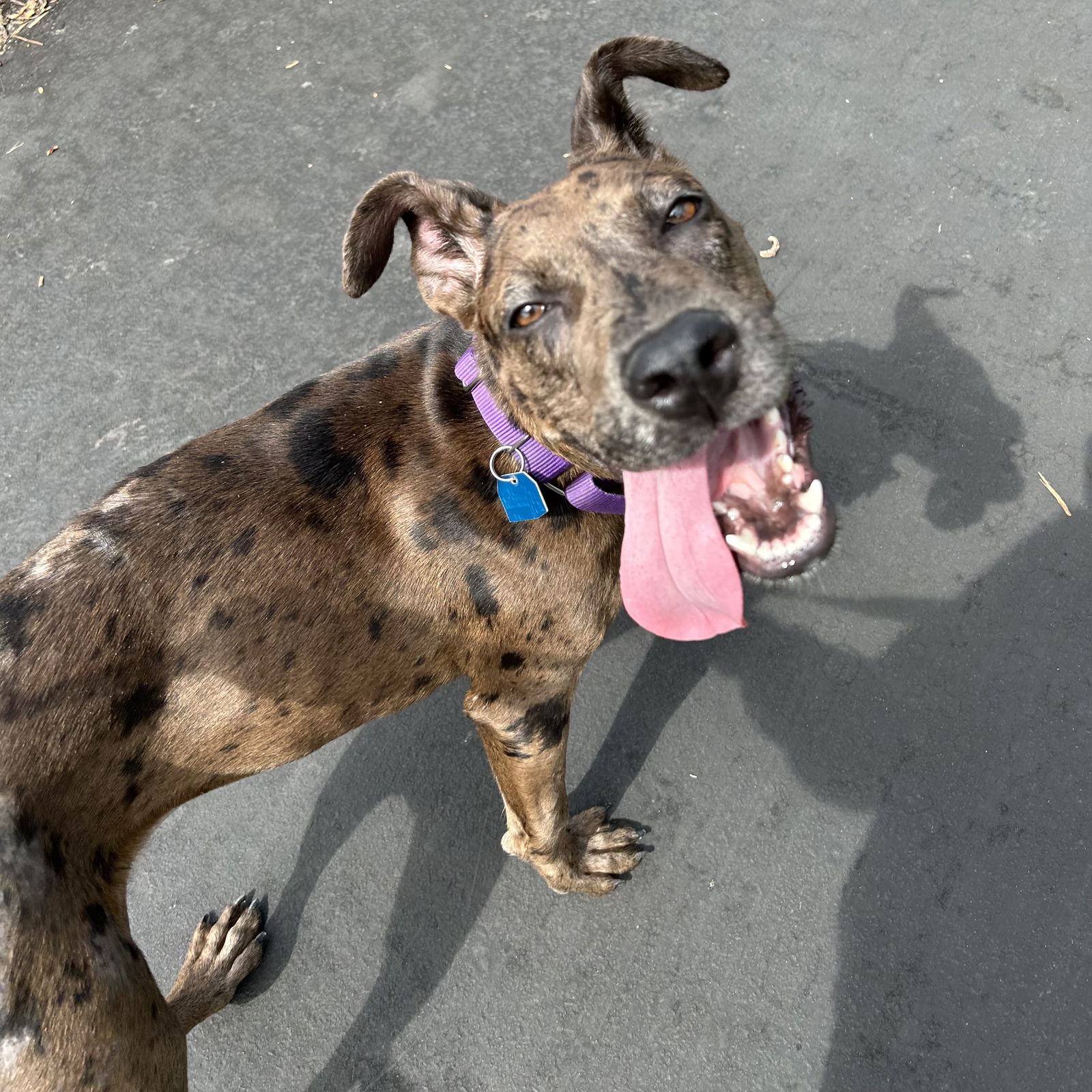 adoptable Dog in Oakland, CA named Tessa