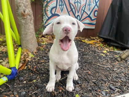 adoptable Dog in Oakland, CA named Kenzie