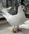 adoptable Bird in Oakland, CA named Potato