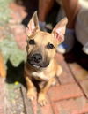 adoptable Dog in Oakland, CA named Pharoah