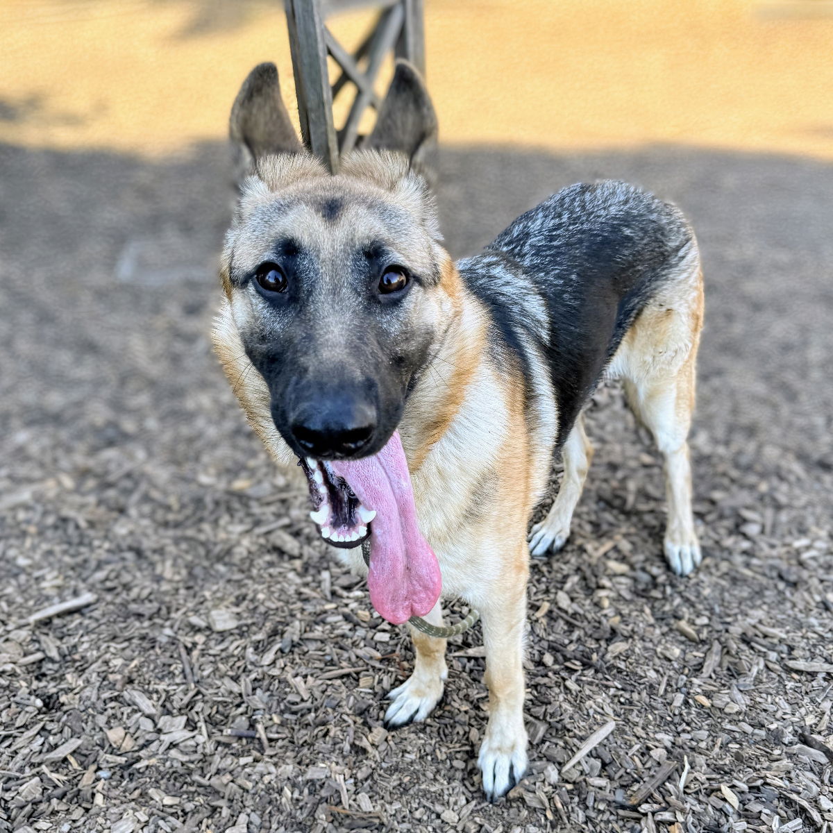 adoptable Dog in Oakland, CA named Bailey