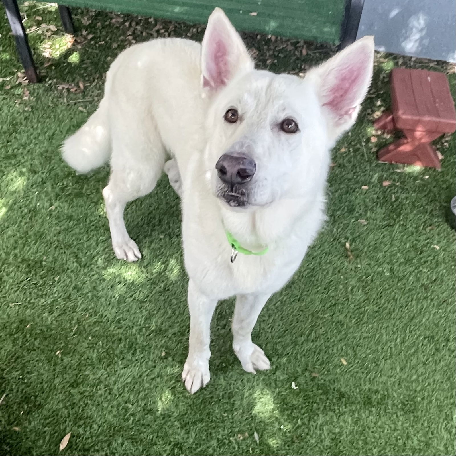 adoptable Dog in Oakland, CA named Frosting