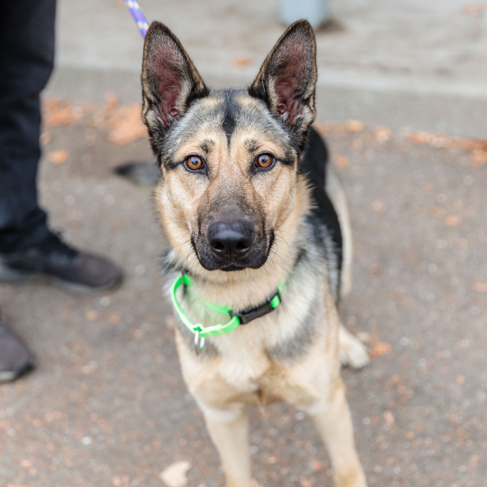 adoptable Dog in Oakland, CA named Marfusha