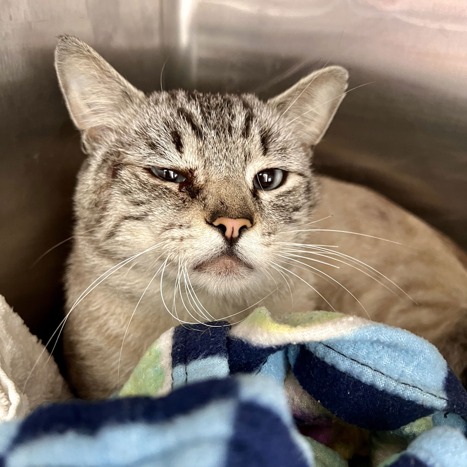 adoptable Cat in Oakland, CA named Orville