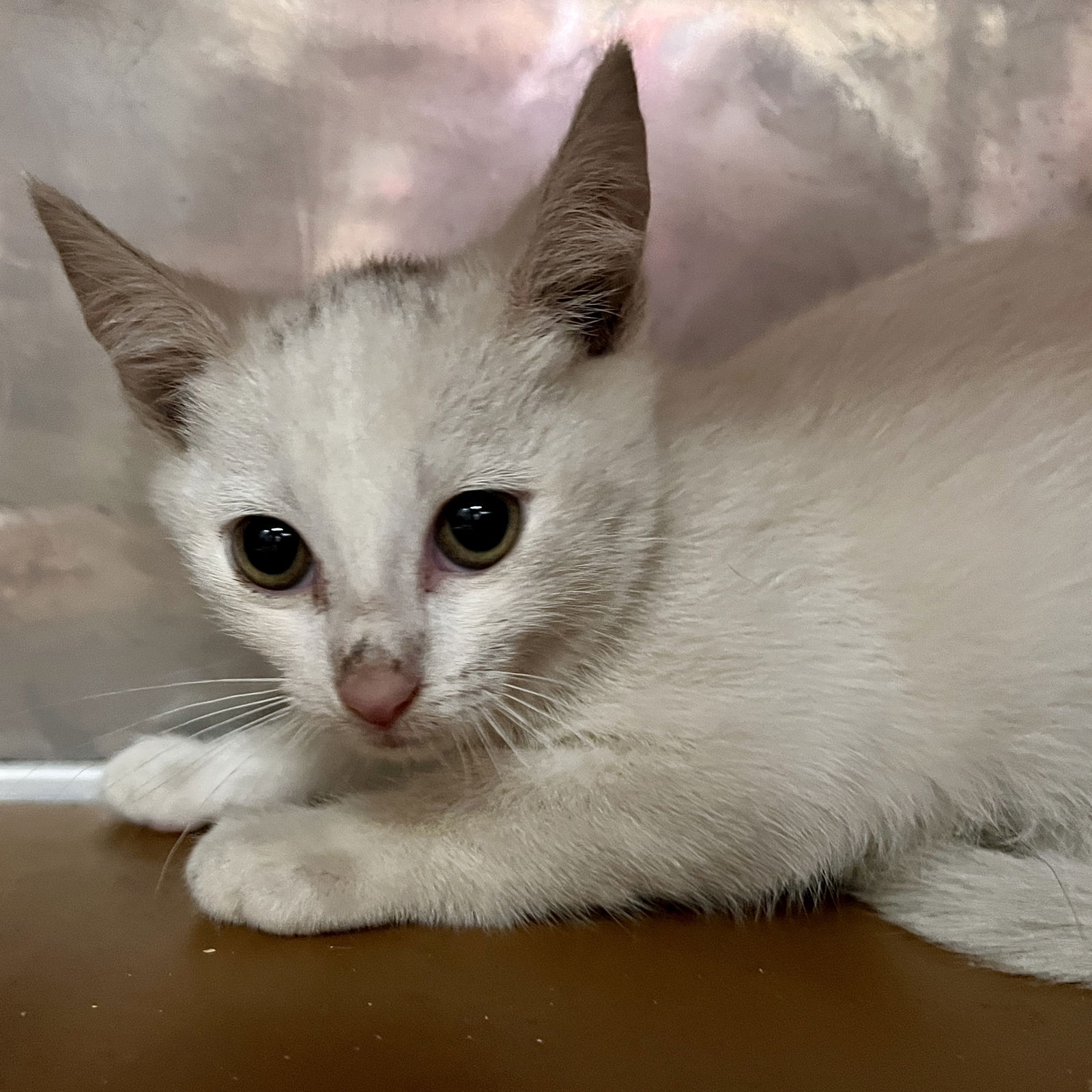 adoptable Cat in Oakland, CA named Jane