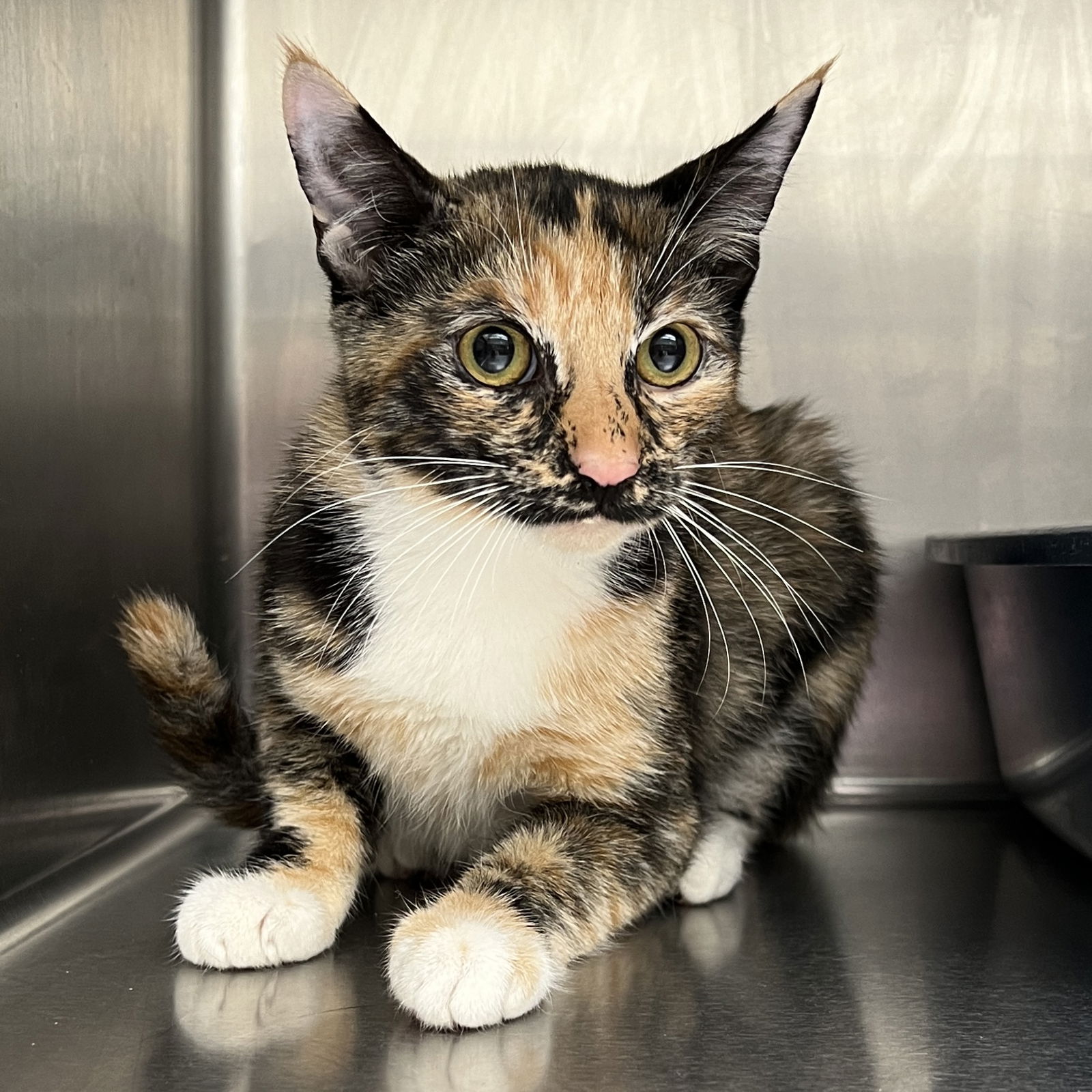 adoptable Cat in Oakland, CA named Pistachio (bonded w/ Hazelnut)