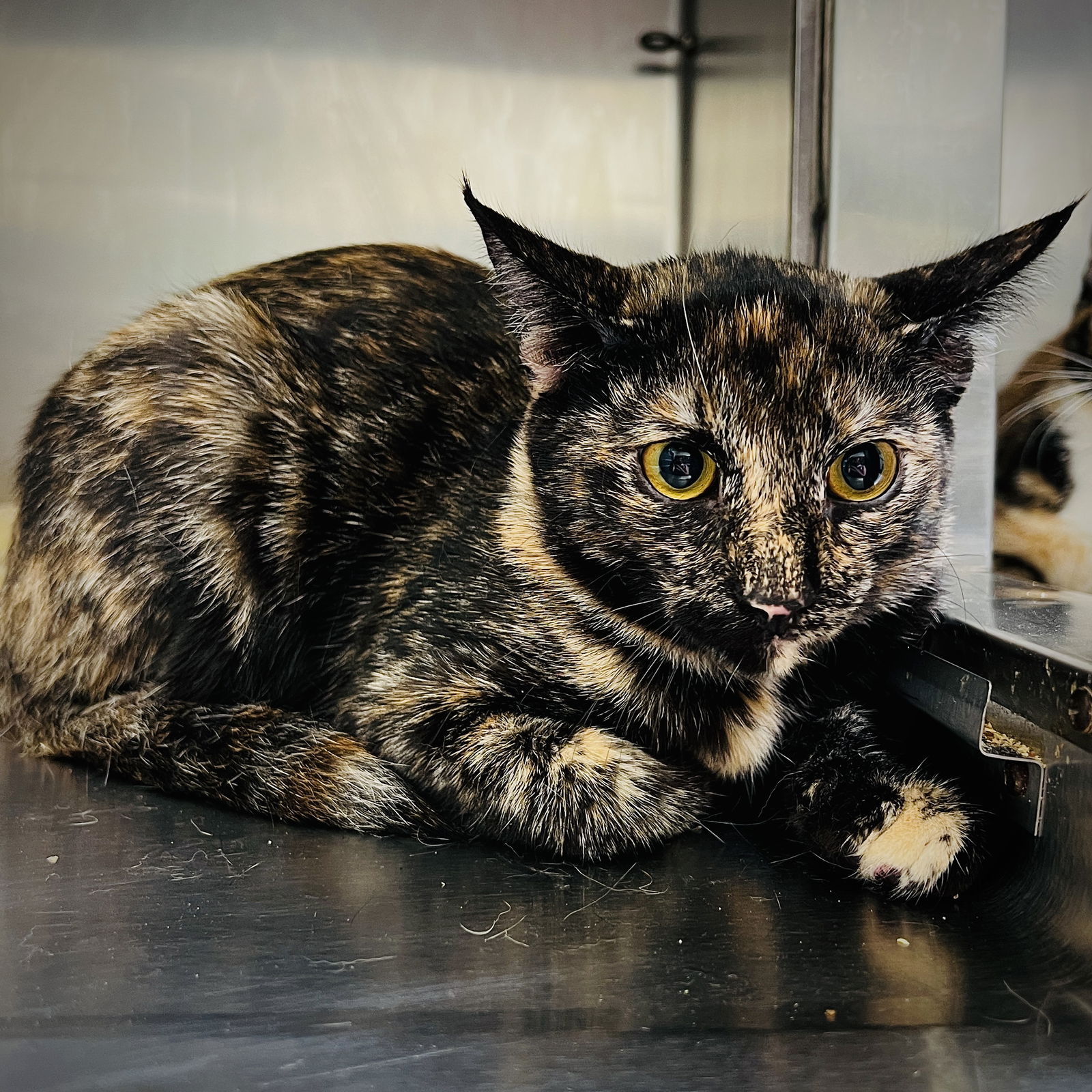 adoptable Cat in Oakland, CA named Hazelnut (bonded w/ Pistachio)