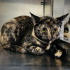 adoptable Cat in Oakland, CA named Hazelnut (bonded w/ Pistachio)