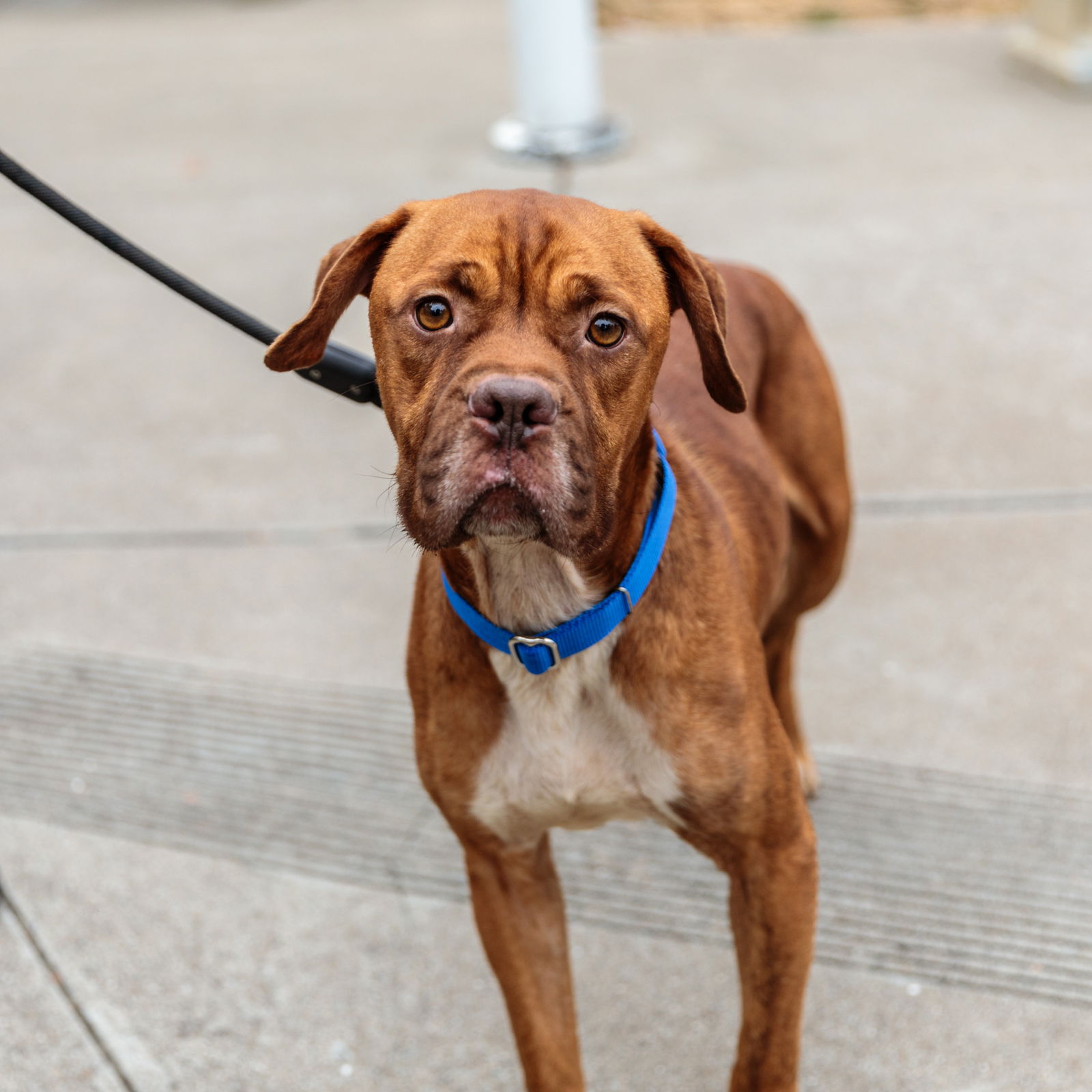 adoptable Dog in Oakland, CA named Benihana