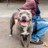 adoptable Dog in Oakland, CA named Buster