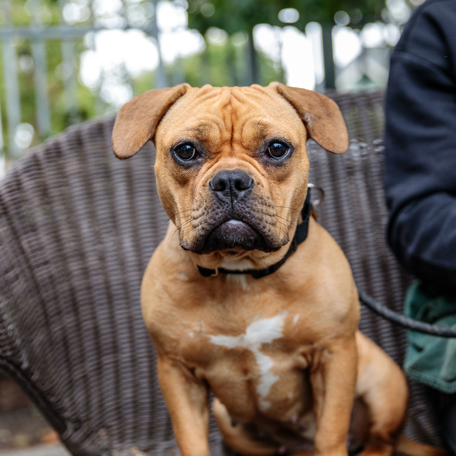 adoptable Dog in Oakland, CA named Jollibee