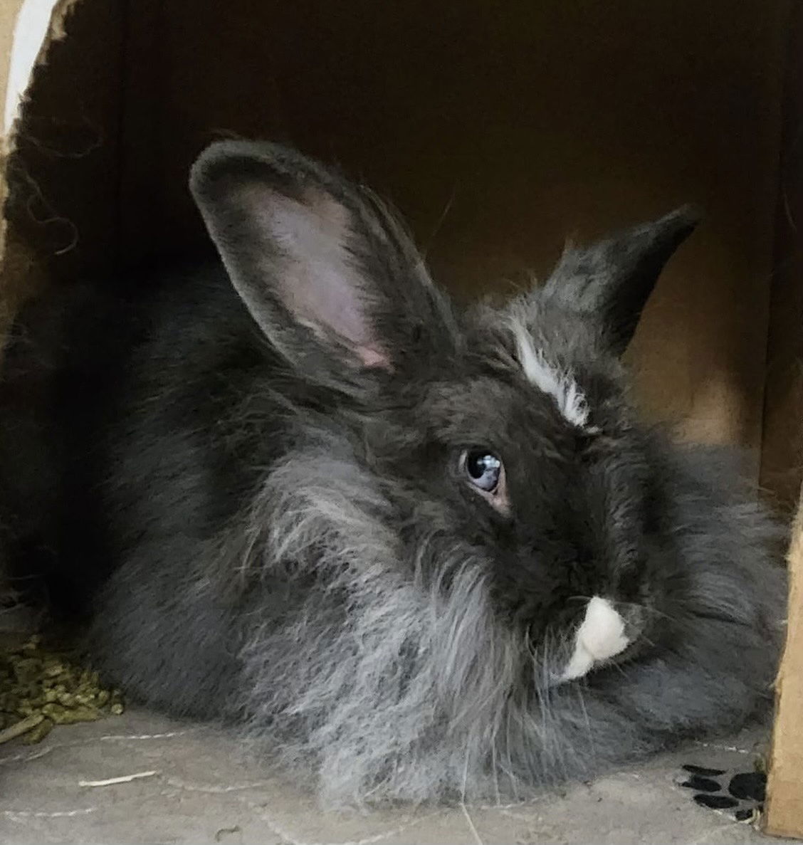 adoptable Rabbit in Oakland, CA named Almond