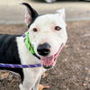 adoptable Dog in Oakland, CA named Lucia