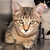 adoptable Cat in Oakland, CA named Misdemeanor (bonded w/Felony)