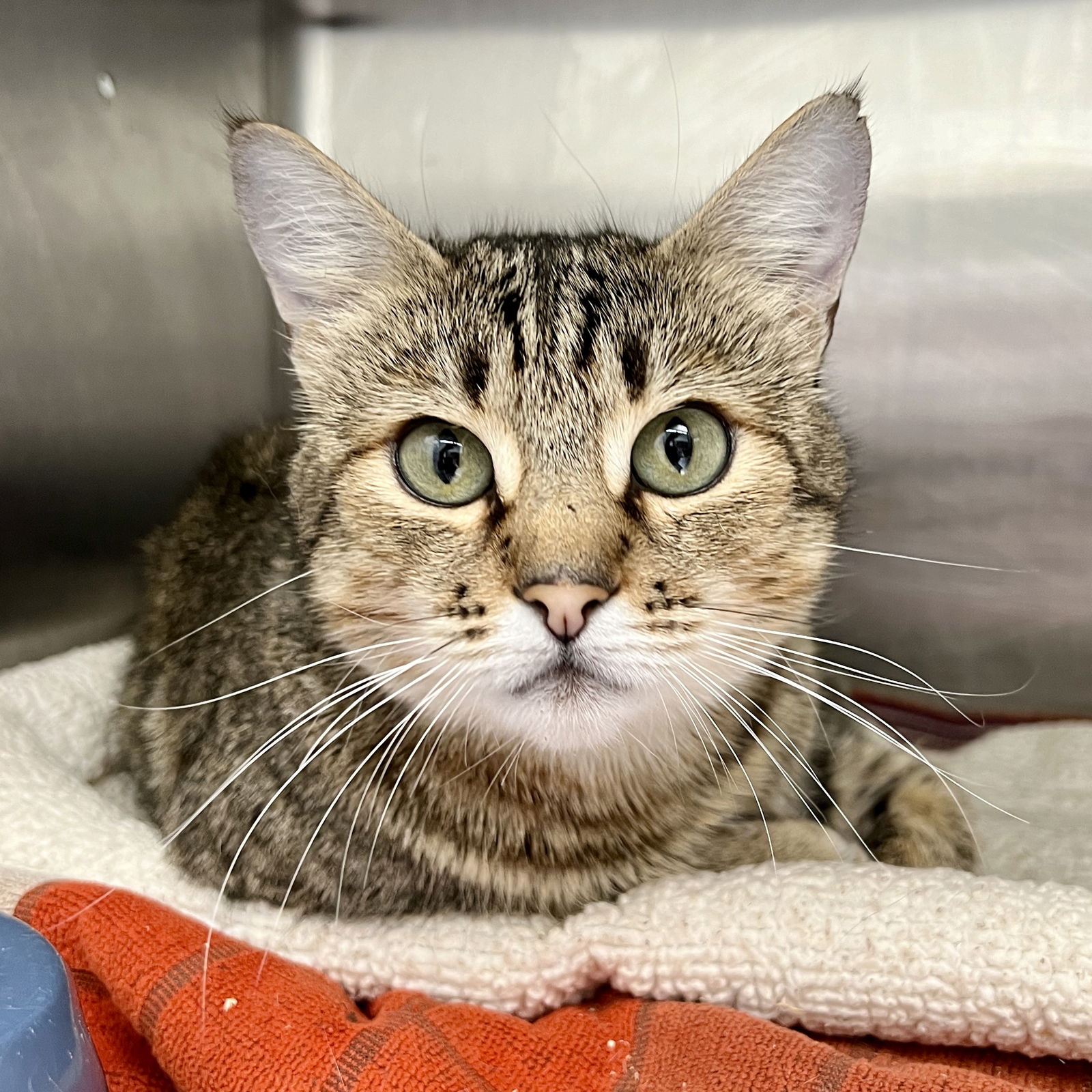 adoptable Cat in Oakland, CA named Pawnee