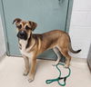 adoptable Dog in  named Patron