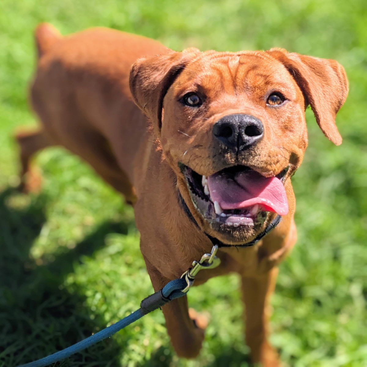 adoptable Dog in Oakland, CA named Arizona