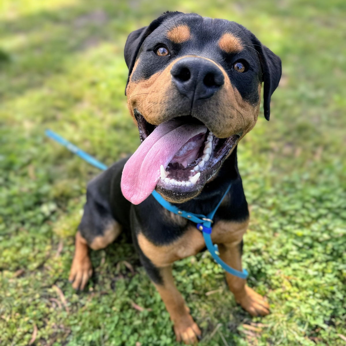 adoptable Dog in Oakland, CA named Wonton