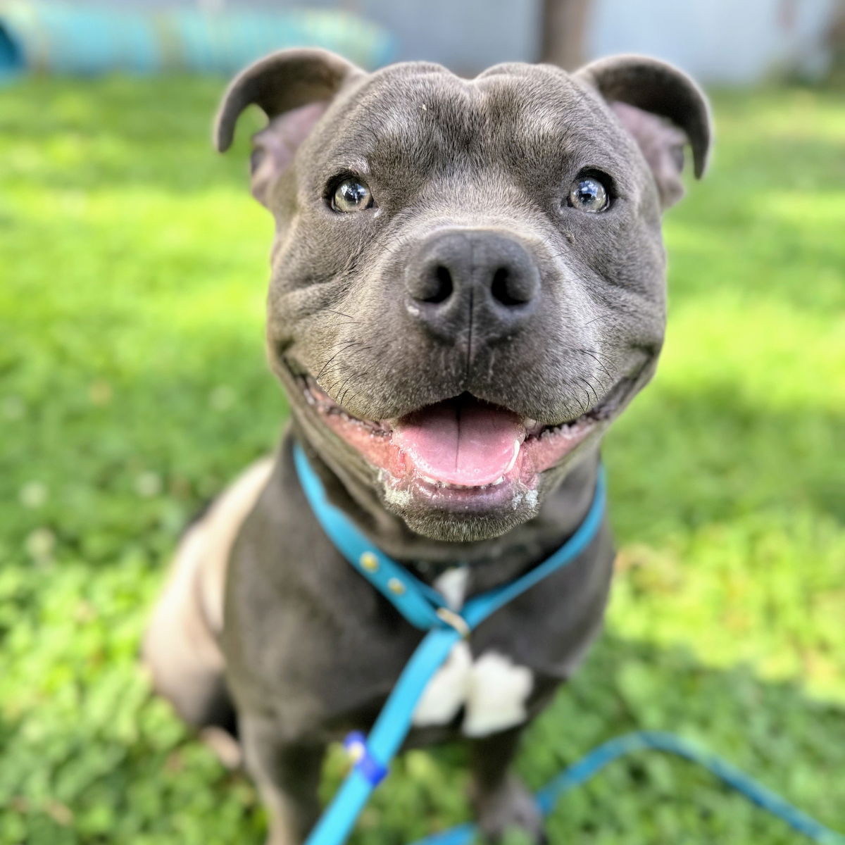 adoptable Dog in Oakland, CA named Mr. Meaty